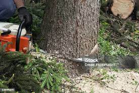 Best Palm Tree Trimming  in Timnath, CO