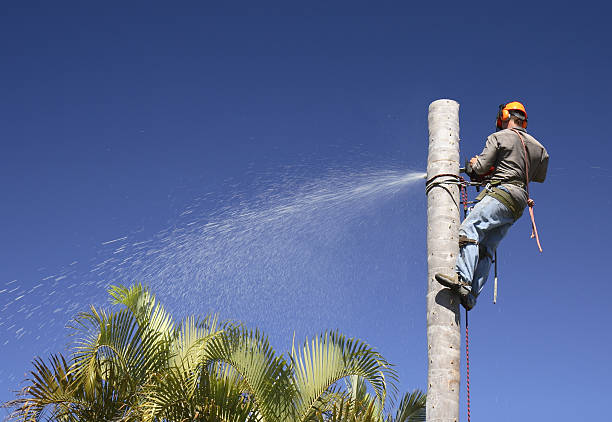 Best Hazardous Tree Removal  in Timnath, CO