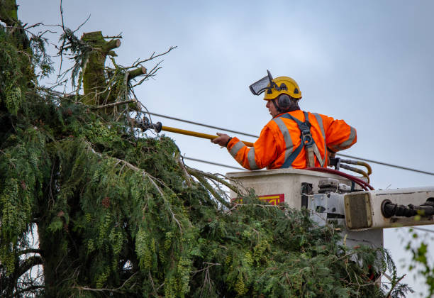 Best Arborist Consultation Services  in Timnath, CO