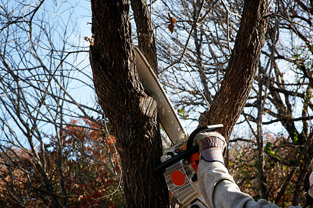 Best Emergency Tree Removal  in Timnath, CO