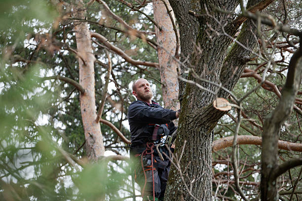 Best Tree Risk Assessment  in Timnath, CO