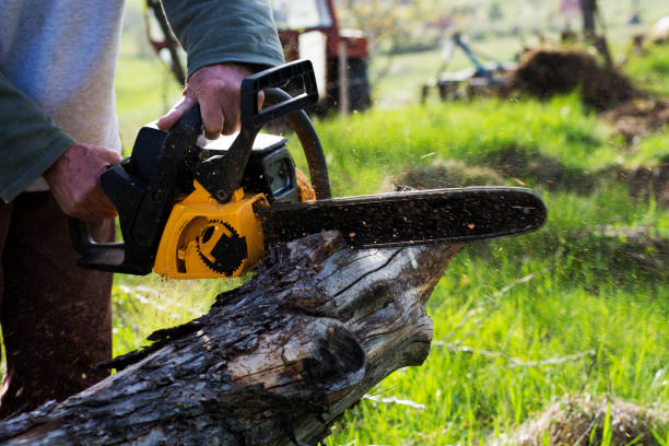 Best Tree Preservation Services  in Timnath, CO