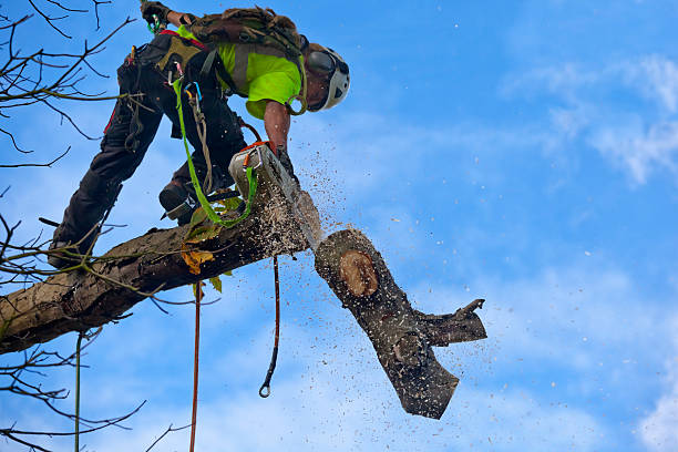 Best Tree Mulching  in Timnath, CO