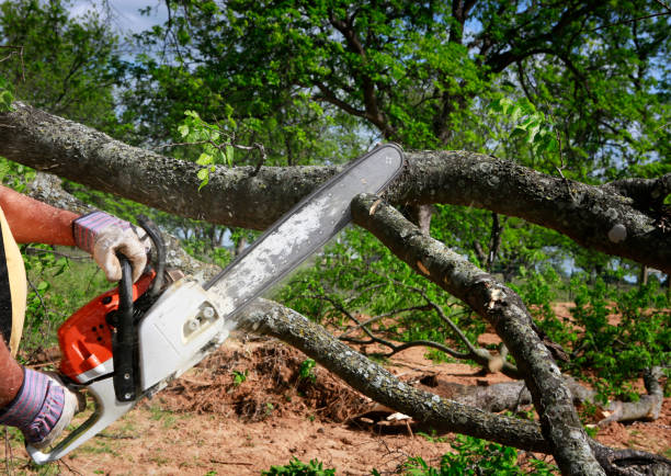Trusted Timnath, CO Tree Care Experts