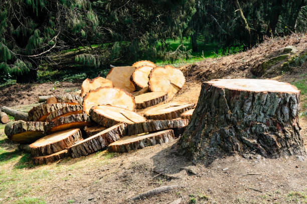 How Our Tree Care Process Works  in  Timnath, CO